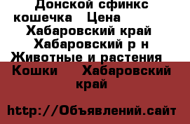 Донской сфинкс кошечка › Цена ­ 3 000 - Хабаровский край, Хабаровский р-н Животные и растения » Кошки   . Хабаровский край